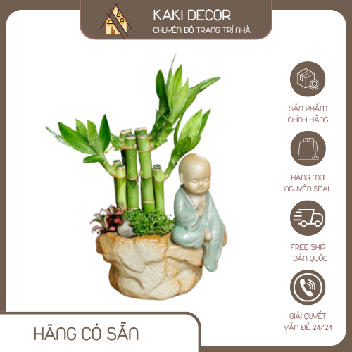 Cây trúc phú quý để bàn