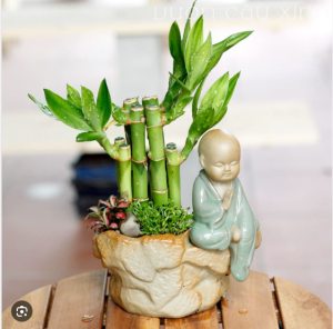 Cây tài lộc để bàn